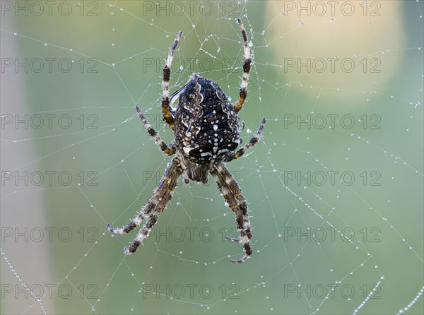 European garden spider