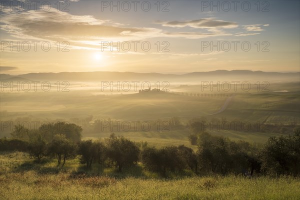 Poggio Covili estate with cypress