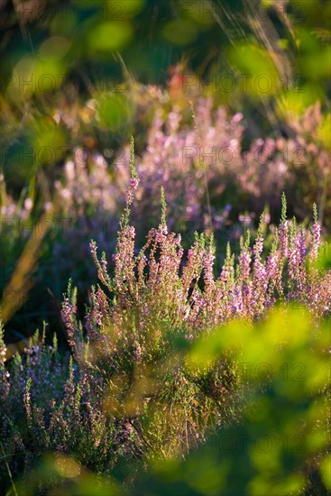 Flowering broom heather or common heather