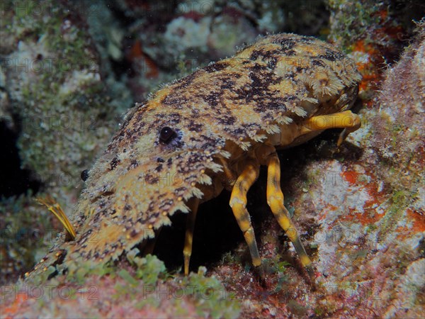 American bear crab