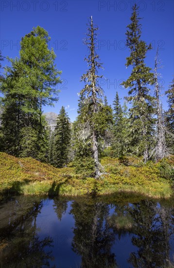 Moor pond on the nature adventure trail through the Rauris primeval forest