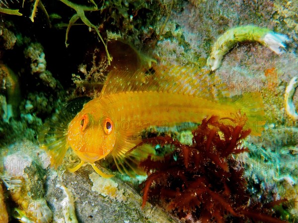 Variable blenny