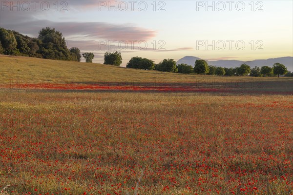 Poppy meadow