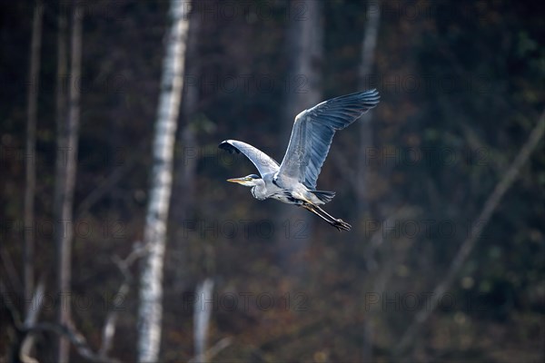 Grey heron