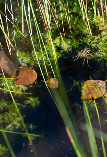Raft spider