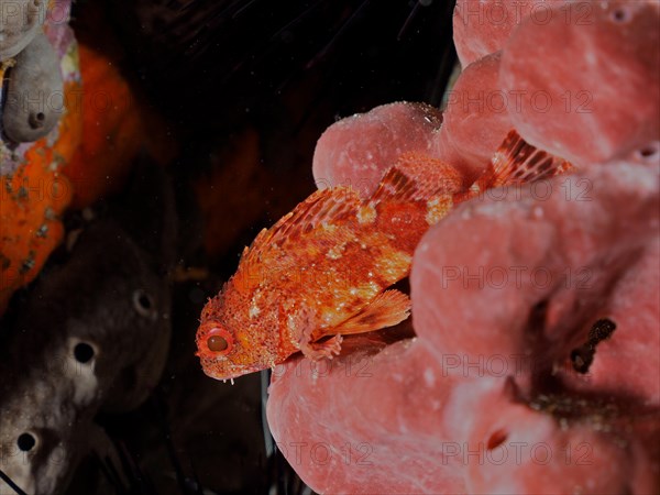 Madeira rockfish