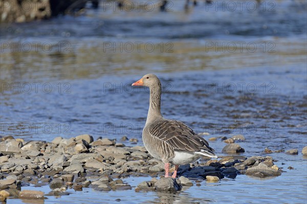 Greylag goose