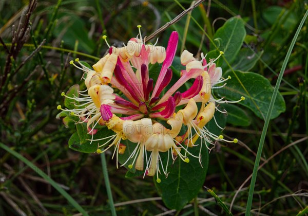 Italian honeysuckle