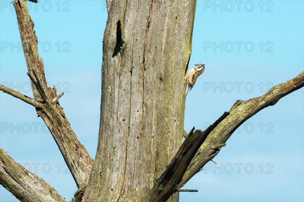 Crested Tit