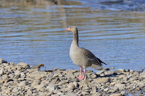 Greylag goose