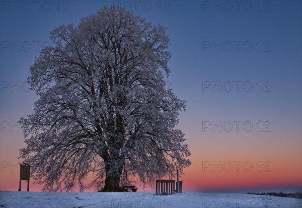 Large-leaved linden in winter shortly after sunset near Seibranz in Allgaeu