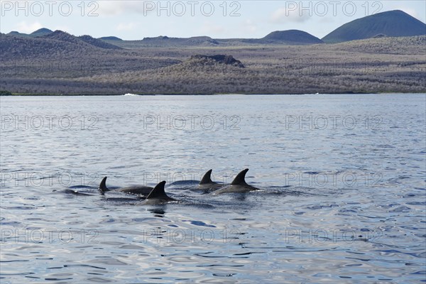 Group of dolphin