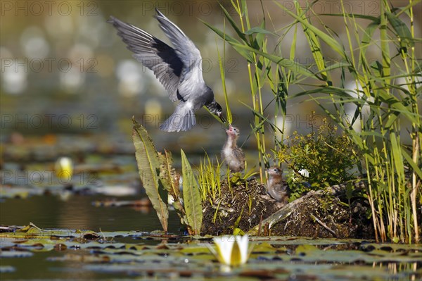 Black Tern