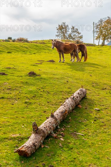 Mount Erlaitz with horses in freedom in the town of Irun