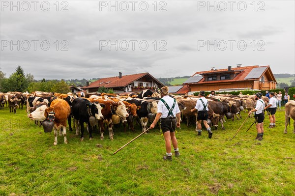 Alpine herdsmen on the pasture