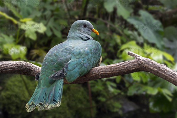 Black-chinned fruit dove