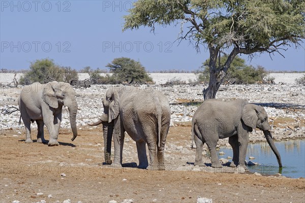 African bush elephants