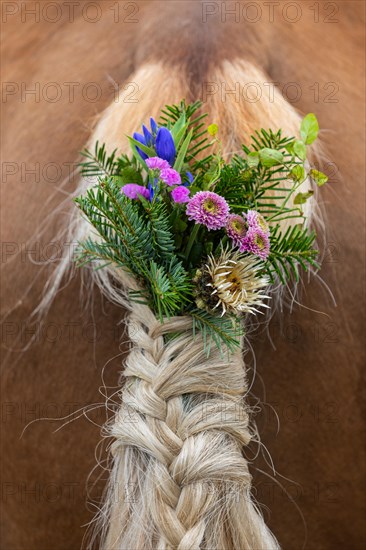 Haflinger horse