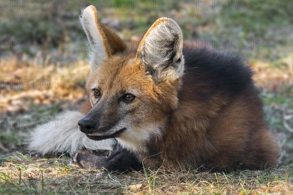 Maned wolf