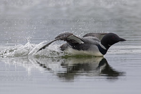 Common loon