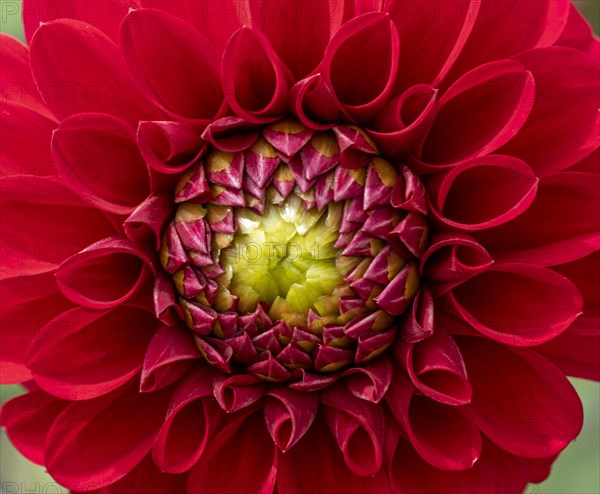 Garden dahlia