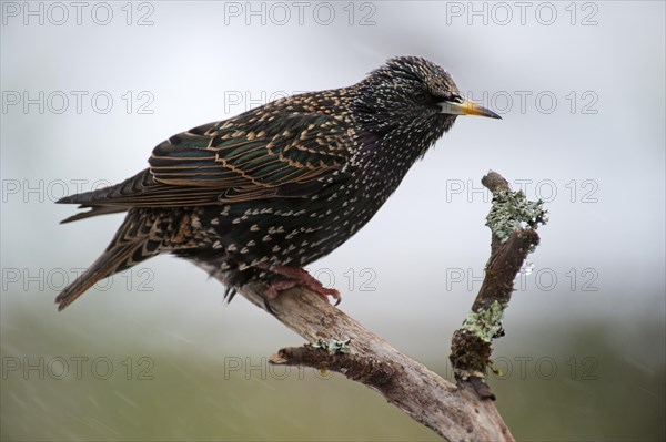 Common Starling