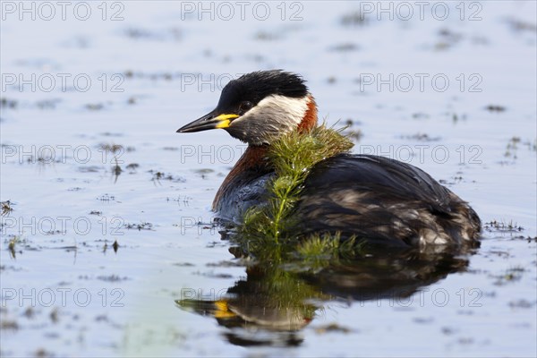 Red-necked grebe