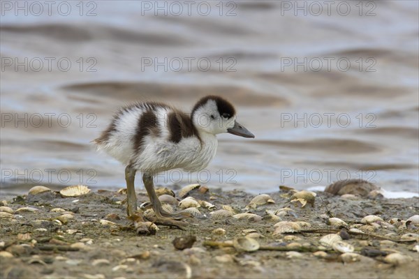 Common shelduck