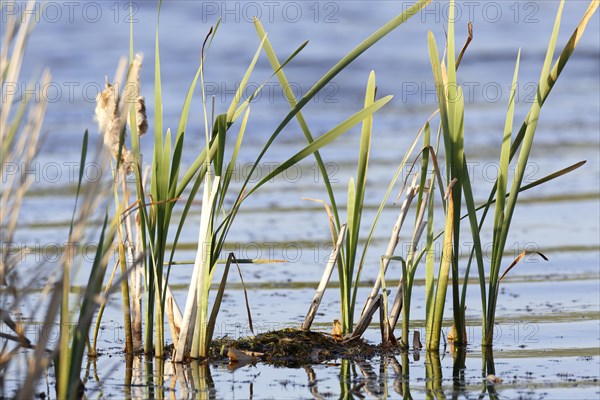 Red-necked grebe