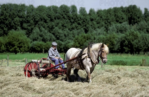 Farmer with draught horse