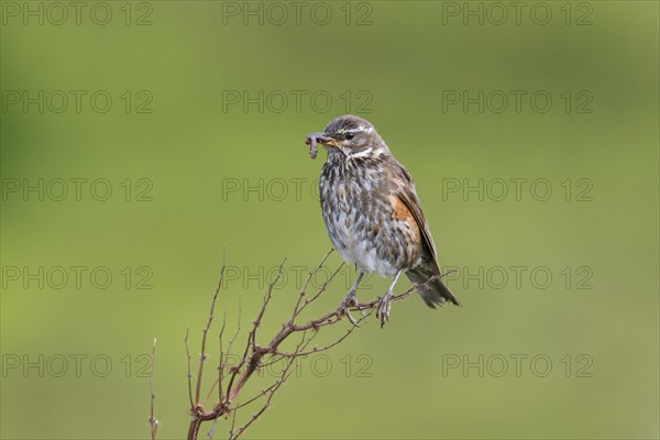 Redwing