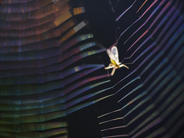 Insect caught in coloured spider's web in backlight