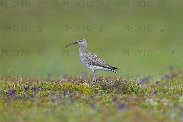 Eurasian whimbrel
