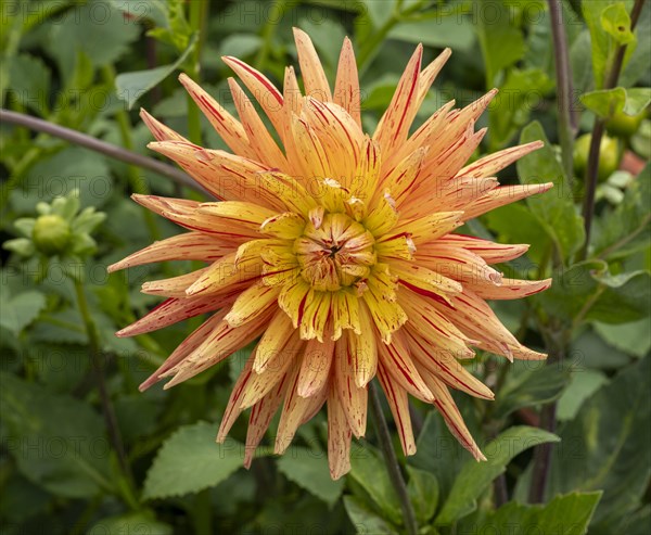 Garden dahlia