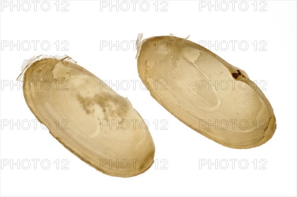 Common otter shell