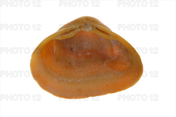 Cut trough shell
