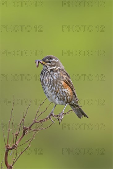 Redwing