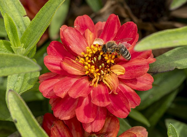 Bee