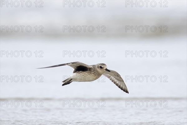 Grey plover