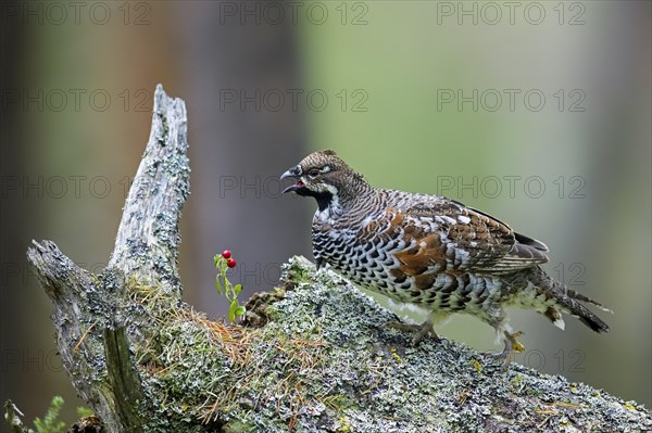 Hazel grouse