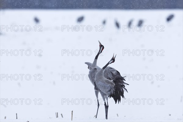 Crane