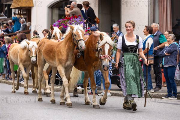 Alpine herdswoman leading group of Haflinger horse