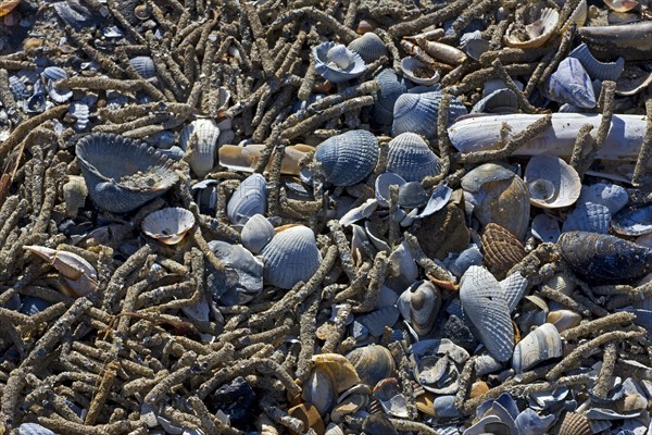 Empty cases of tube worms