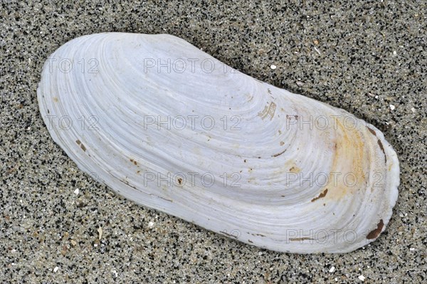 Oblong otter clam