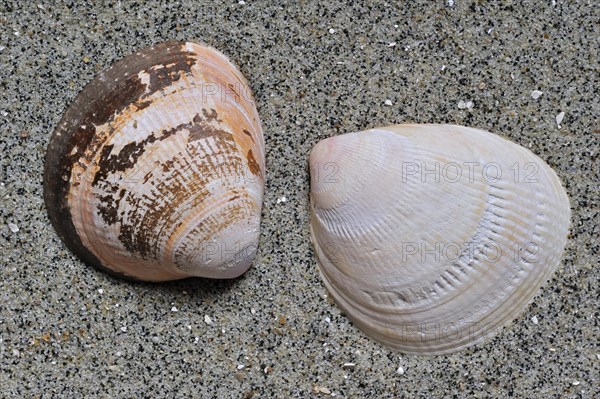 Smooth cockle