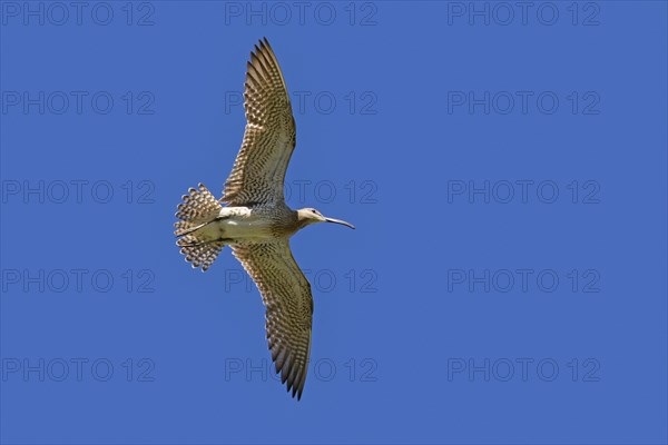 Eurasian whimbrel