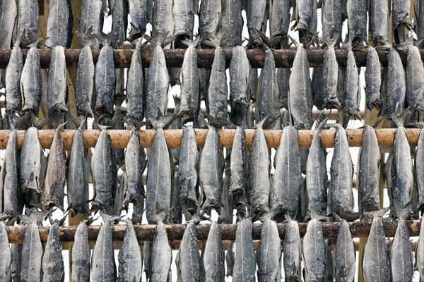 Atlantic cod