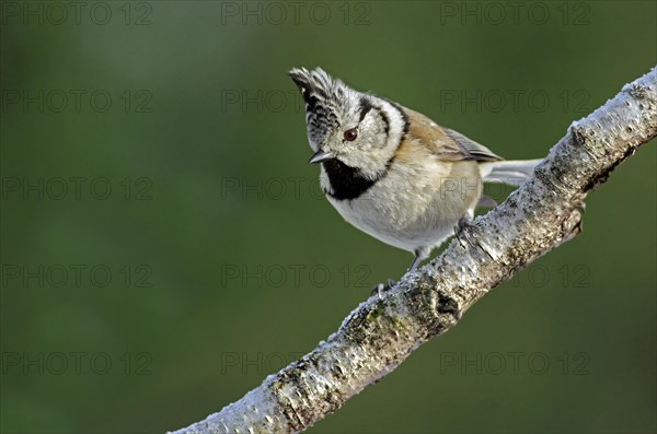 European Crested tit