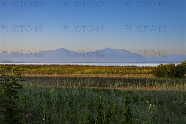Strip of reeds