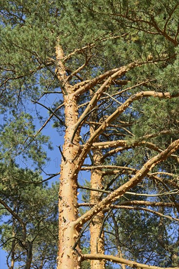 Conifers
